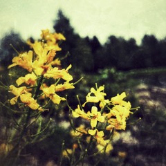 D.W - Old Man (Neil Young Cover)