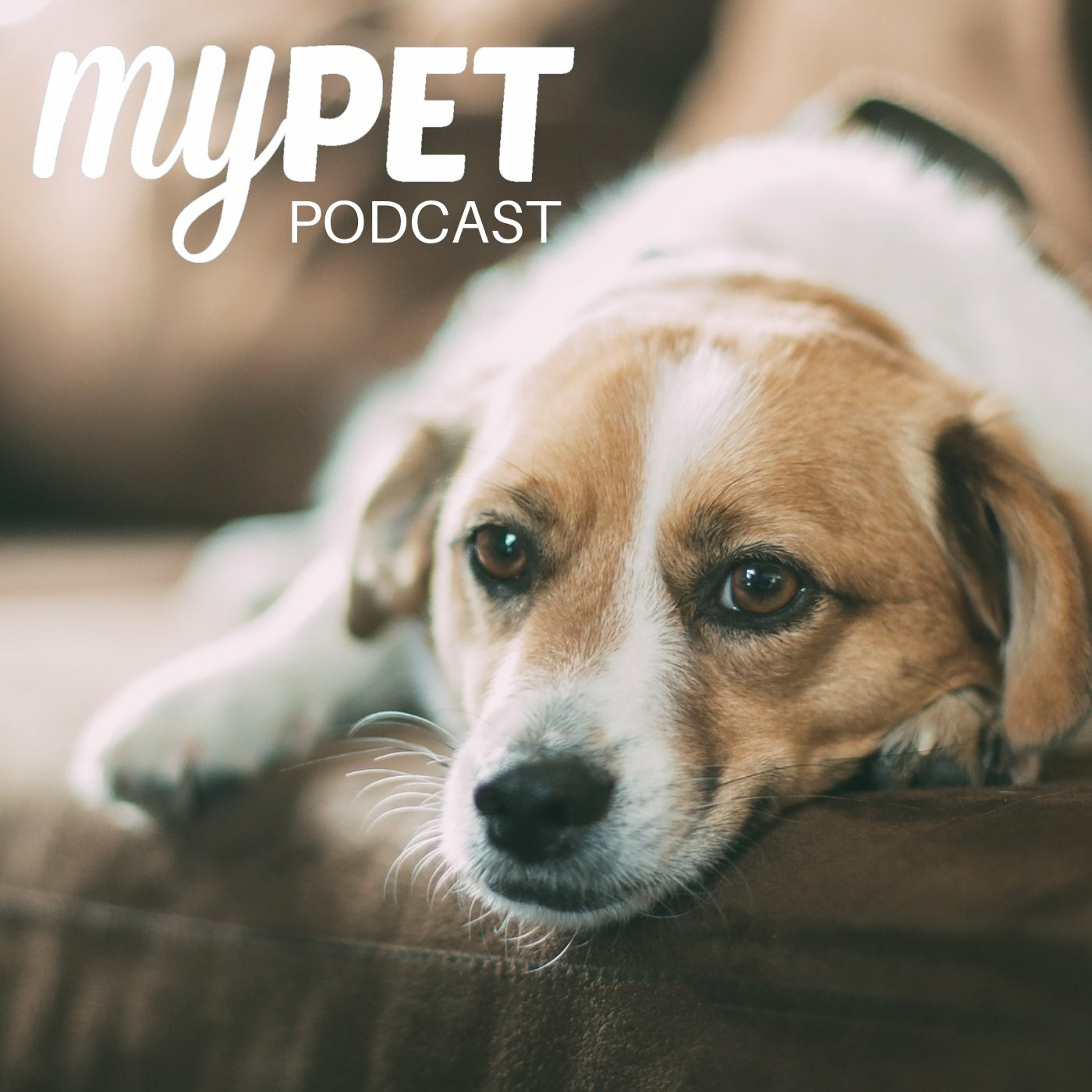 Urinary incontinence in Dogs episode artwork