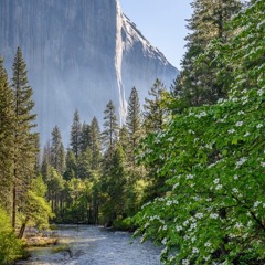 The Dawn Wall