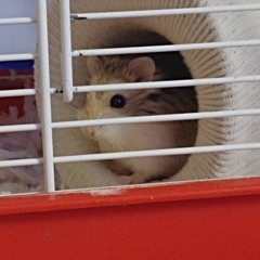 FIRST DAY OF CLASS - MF DOOM & CIRCUMSTELLAR☆COALITION