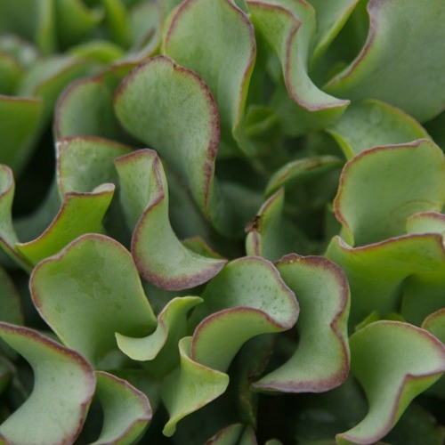 crassula