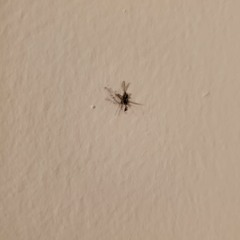 Fly on the Wall