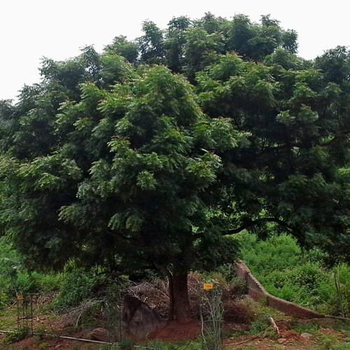 Stream Neem Tree Benefits Azadirachta Indica By Peepal Baba Listen Online For Free On Soundcloud