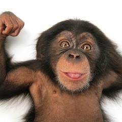 Мы отвисаем как обезьяны в джунглях