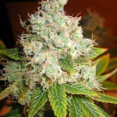 Packs Comin' In (Favela Re - Mix)