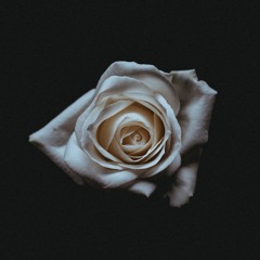 F L O R E S C E N C E