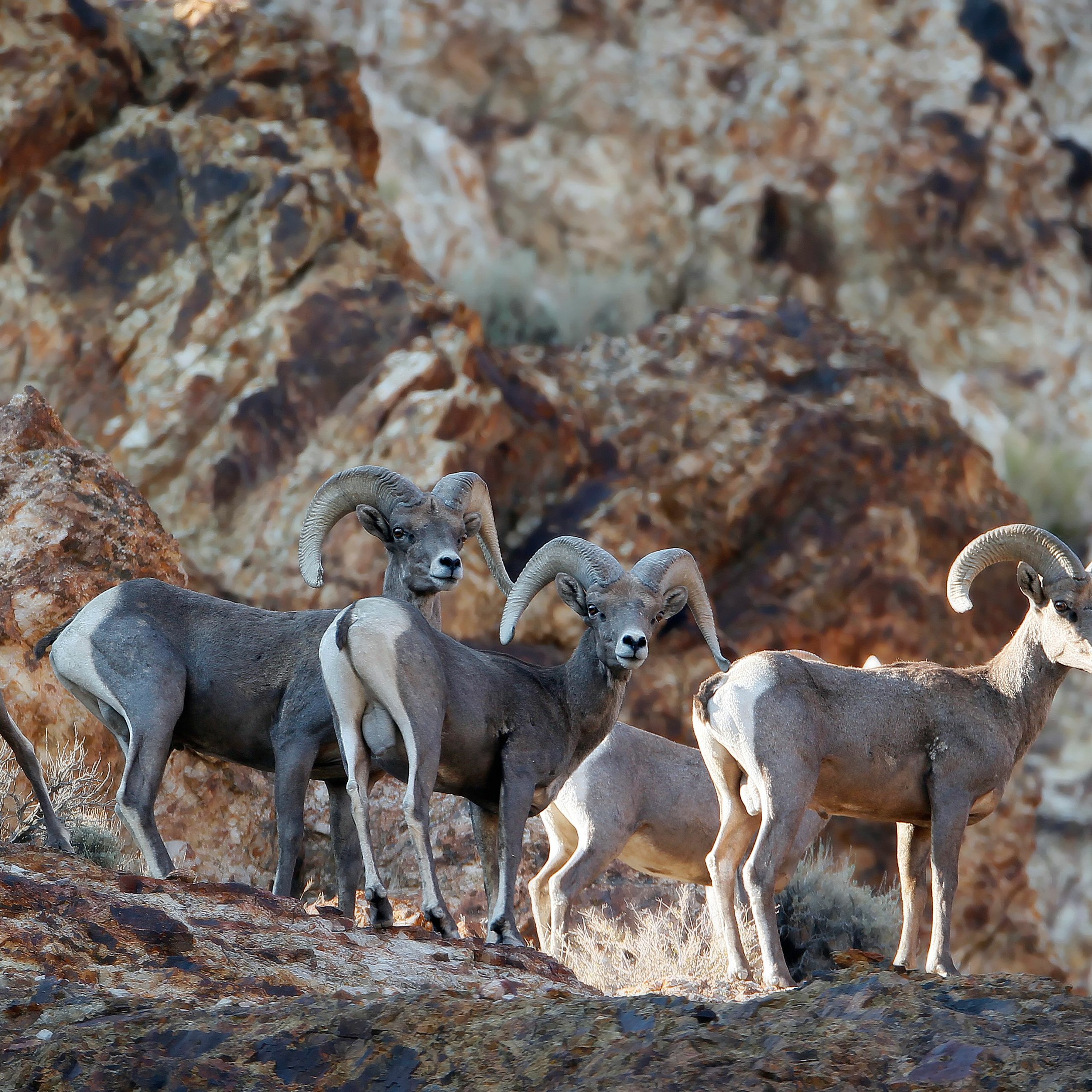 NDOW presents the Nevada Wild Podcast