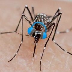 QU4RTZ  -  Mosquito
