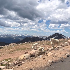 We Are Algorithm Hoffman Live Mix