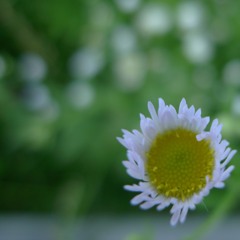 아마_늦은_여름이었을거야(cover)