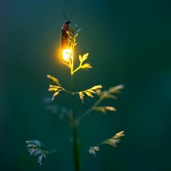 Slim - Fireflies (Owl City)