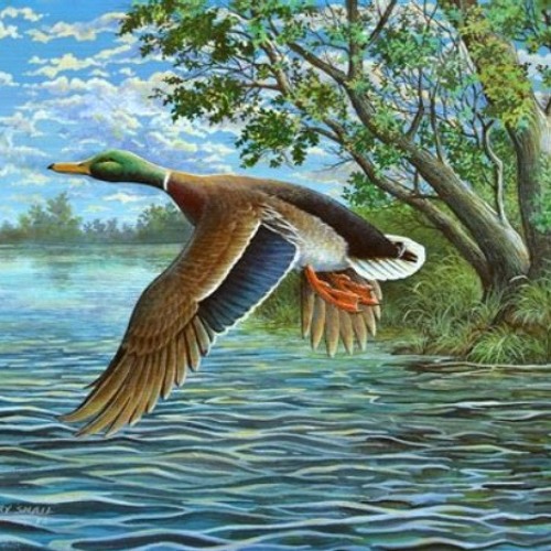 Accidentally Following A Duck Down A River