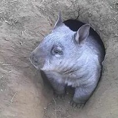 Brigitte Stevens Wombat Awareness Organisation