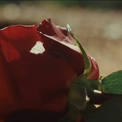 Complete - Roses [2019]