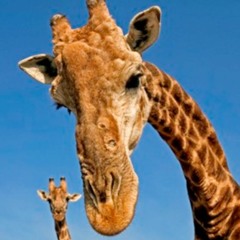 Giraf (Inspired by Horse)