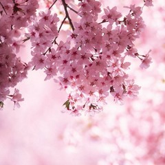 Sakura Sakura (Japanese Children's Lullaby)