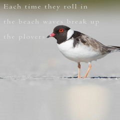 waves roll in (naviarhaiku293)