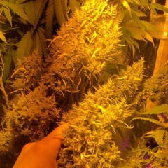 White Russian (prod - Mixtape Seoul)