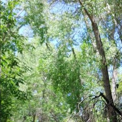 virus- solo bass or reese/old guitar sound sample