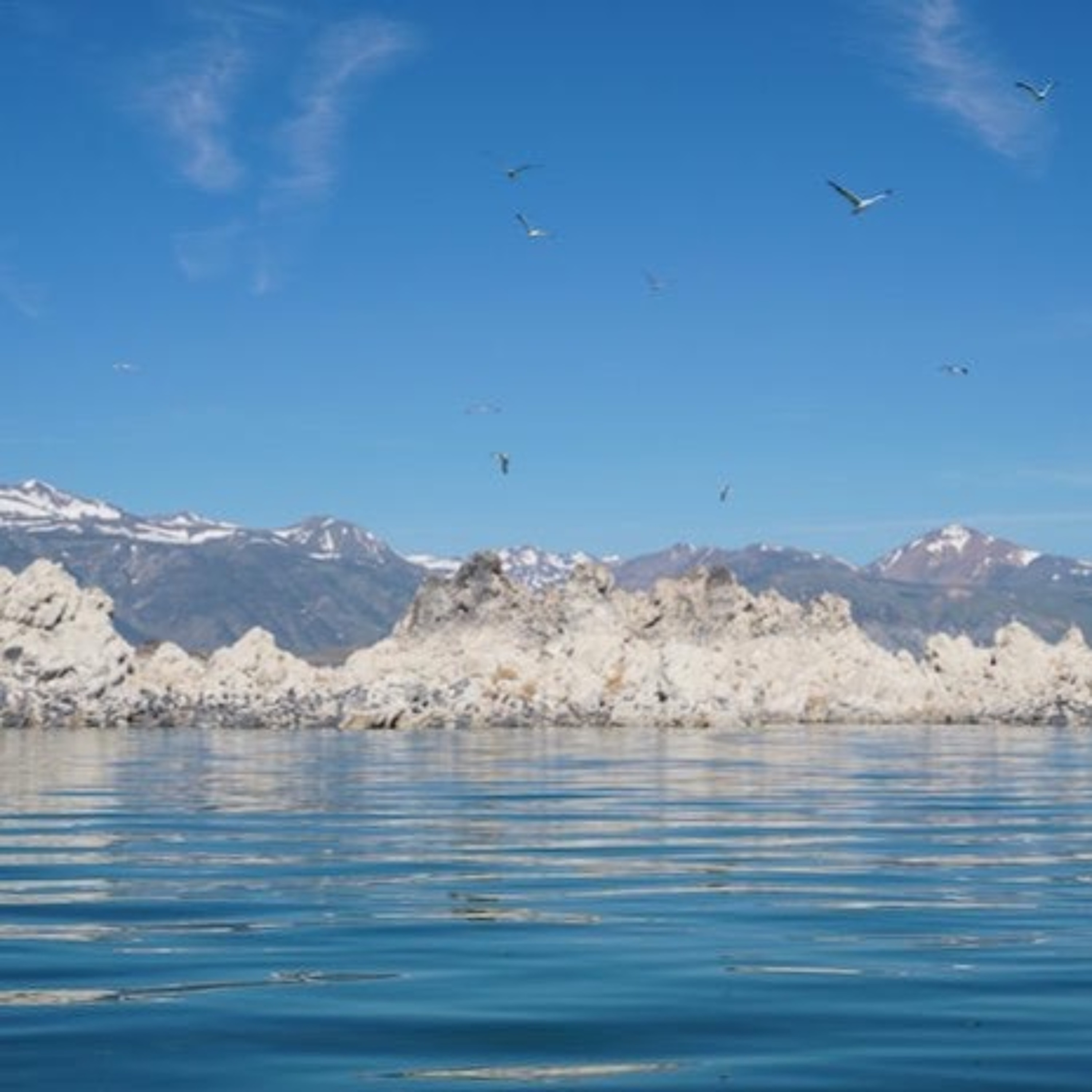 A Chain Reaction Brought Gulls To The Bay... Now, They Are Eating Other Birds episode artwork