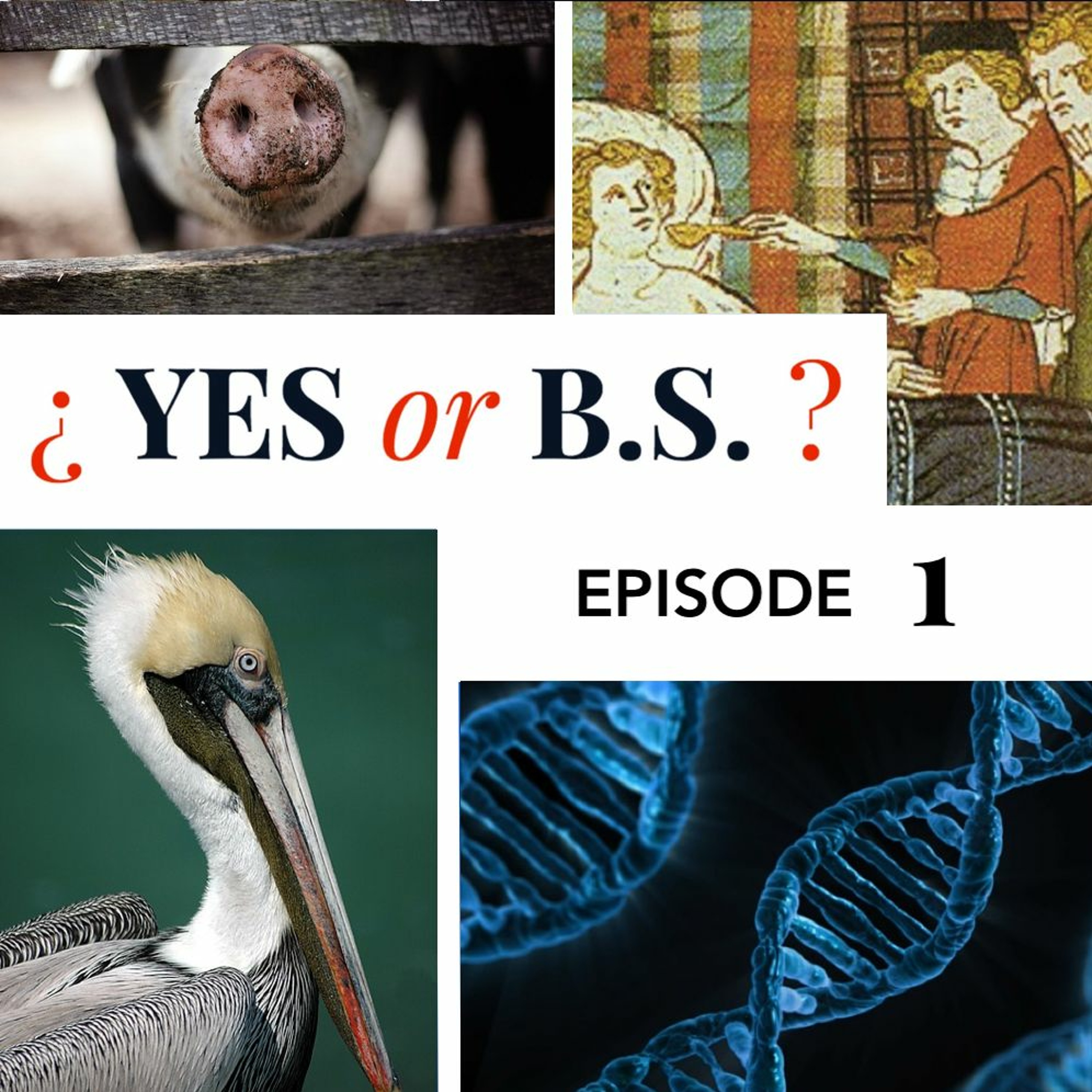 Episode 1: Have pigs been taught to drive cars?