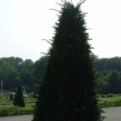 Improvisation (Grrr)