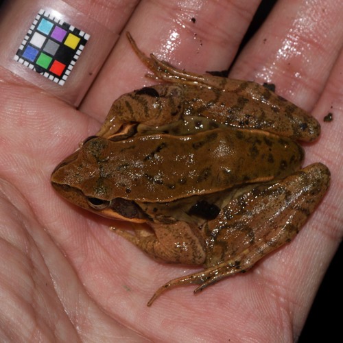 Frog Call | ニホンアカガエルの鳴き声 | Rana japonica