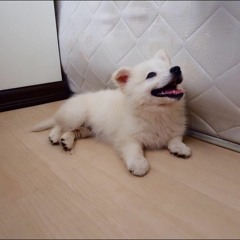 FIGVRES - Nandito Demo