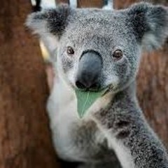 La Tek du Koala ☼ Free DL