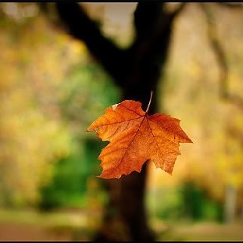 Stream Lá vàng rơi (Autumn leaves) by Giai Điệu Tình Yêu | Listen online  for free on SoundCloud