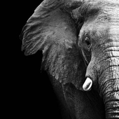 Elephant (action sequence)