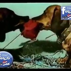 اغنية الكلاب القديمة