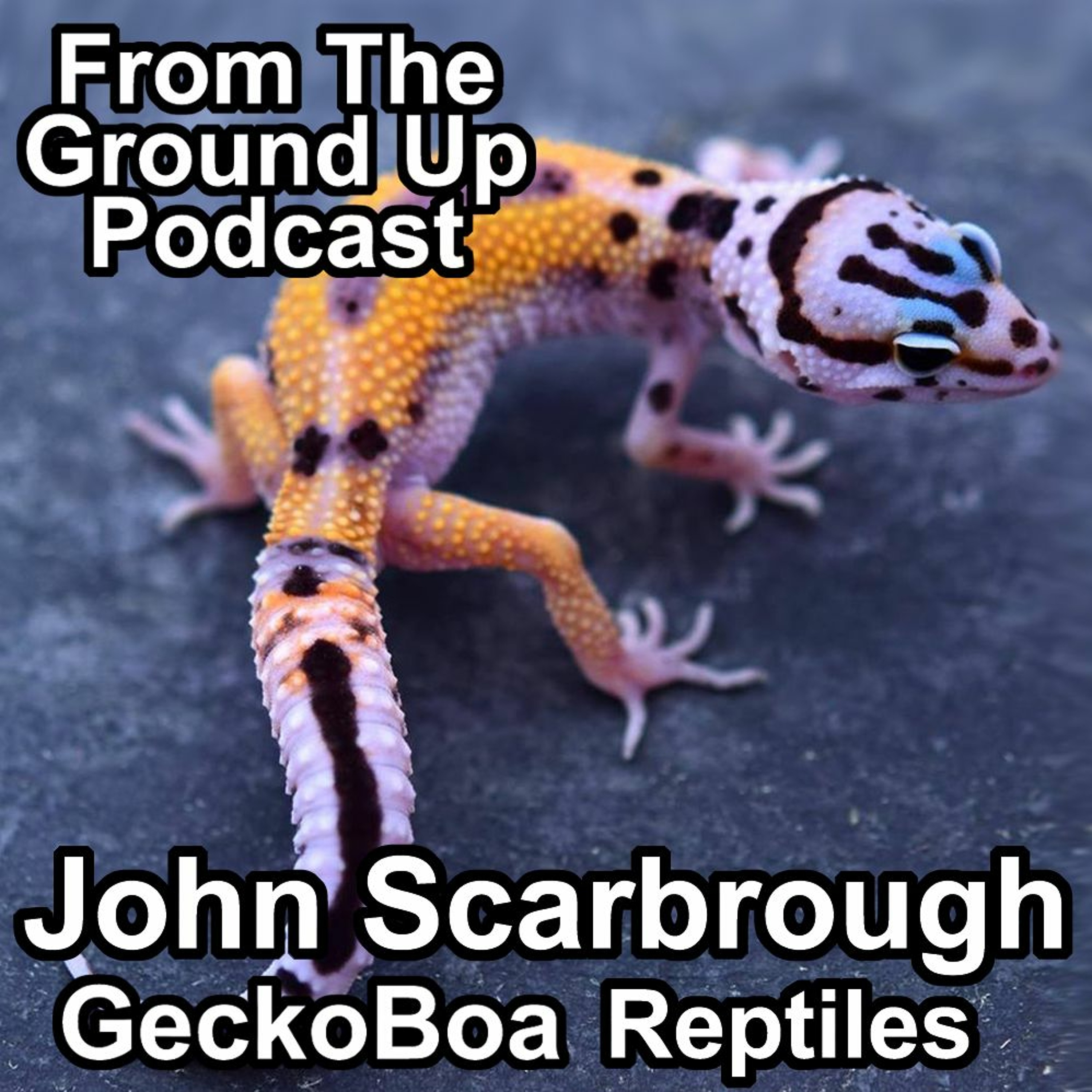 New Leopard Gecko Gene W/ John Scarbrough of Geckoboa