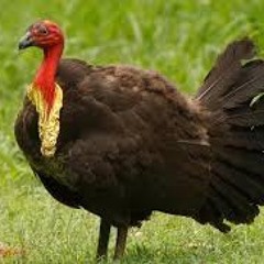 Side Eye: Brush Turkey