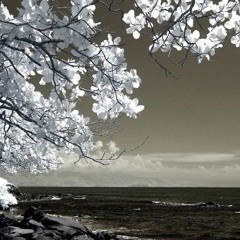 Black Sea - VoiceMessage [Jazz Hop] - ON SPOTIFY -