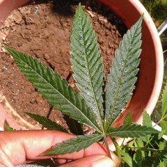 Mariganja ft. Fortae