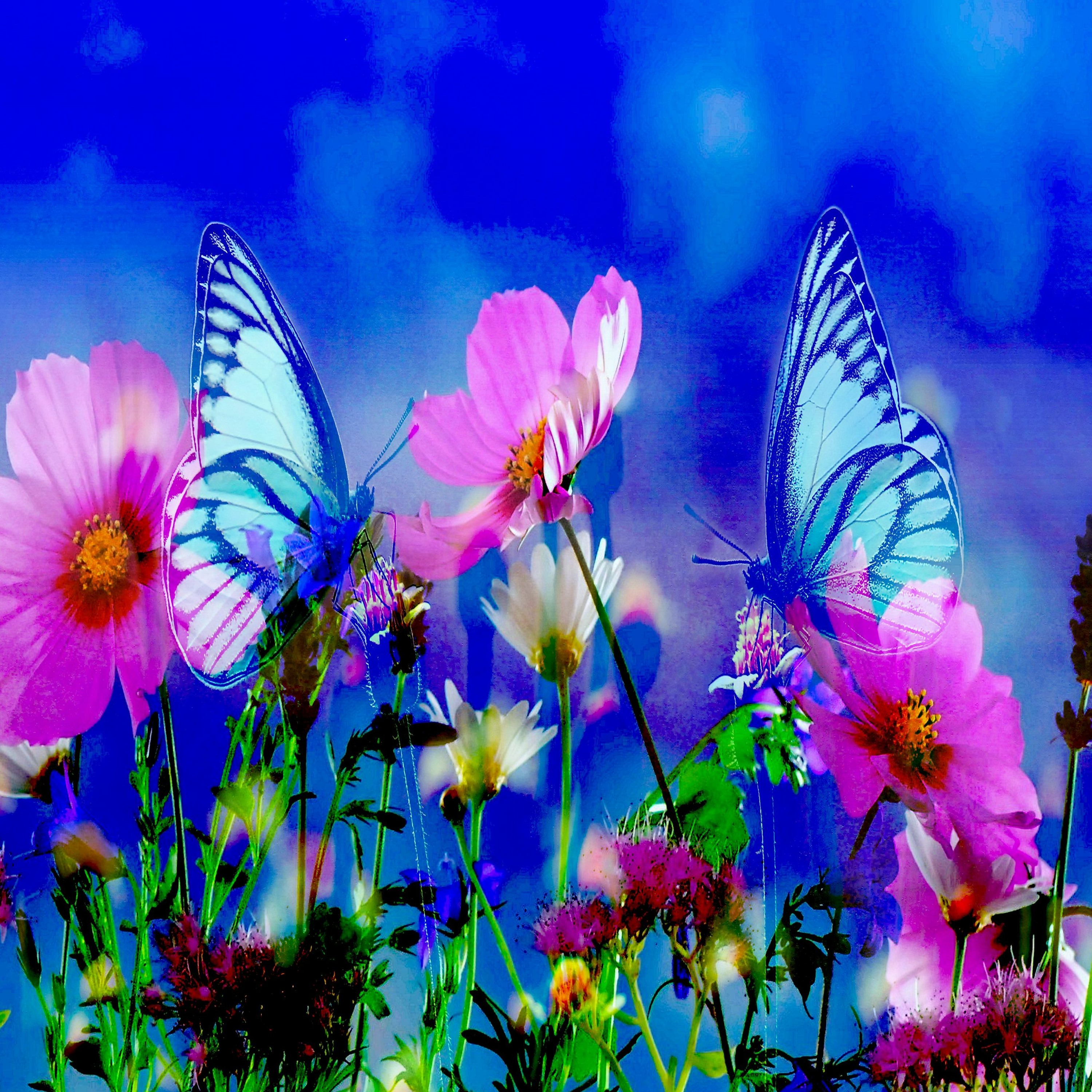 Winged Birds Of Light And Love episode artwork