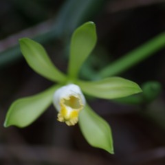 vanilla orchid