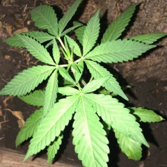 In a lil(Prod.Riddiman)" By Ashton Corona