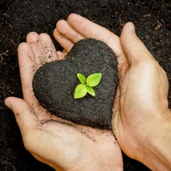 سلوانة حفنة تراب - علي أبو الحسن