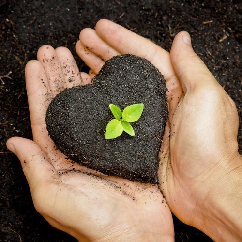 سلوانة حفنة تراب - علي أبو الحسن