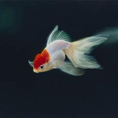 Poisson