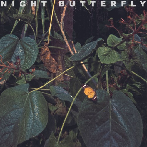 Night Butterfly