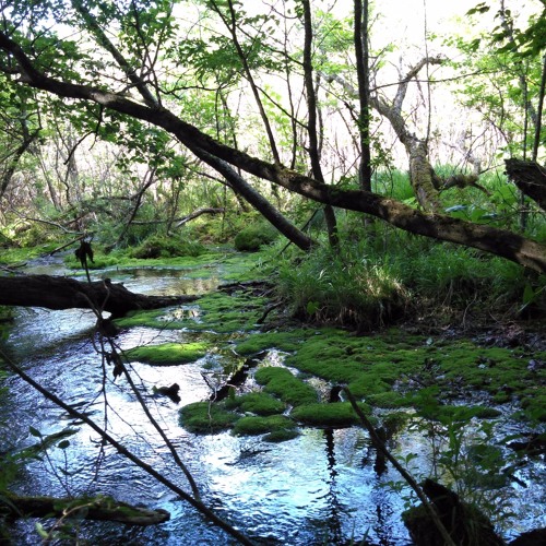 精霊たちと仲なおり
