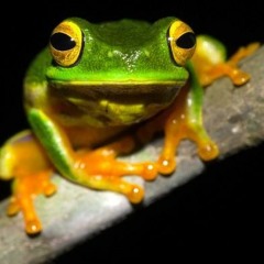 Frogkidz 2