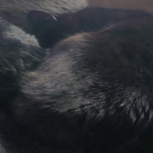 TRIBUTE For Noiroux My Cat Kill By Wolf 22 08 2019