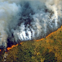 Soft Animal Body/Where is the Goddess?