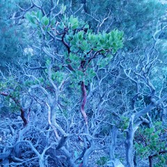 11th Street Records concert bootleg