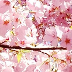 SAKURA (Fariz RM study)