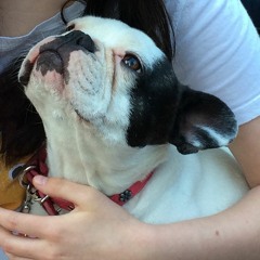 Please Pray for Poppy